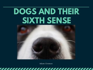 DOGS AND THEIR
SIXTH SENSE
Adam Croman
 