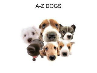 A-Z DOGS
 