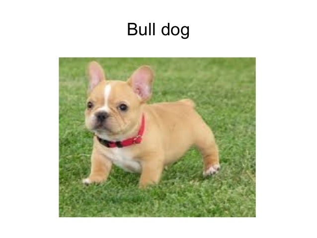 all are puppy all dogs all are puppy all dogs