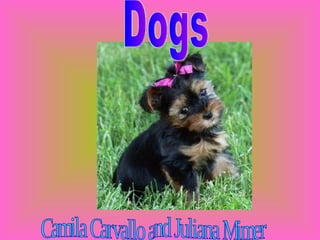 Dogs Camila Carvallo and Juliana Mimer 