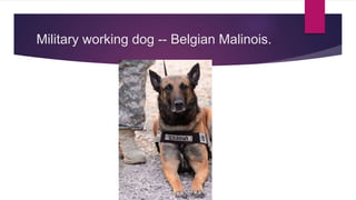 Military working dog -- Belgian Malinois.
 
