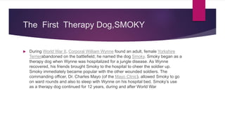 The First Therapy Dog,SMOKY
 During World War II, Corporal William Wynne found an adult, female Yorkshire
Terrierabandoned on the battlefield; he named the dog Smoky. Smoky began as a
therapy dog when Wynne was hospitalized for a jungle disease. As Wynne
recovered, his friends brought Smoky to the hospital to cheer the soldier up.
Smoky immediately became popular with the other wounded soldiers. The
commanding officer, Dr. Charles Mayo (of the Mayo Clinic), allowed Smoky to go
on ward rounds and also to sleep with Wynne on his hospital bed. Smoky’s use
as a therapy dog continued for 12 years, during and after World War
 