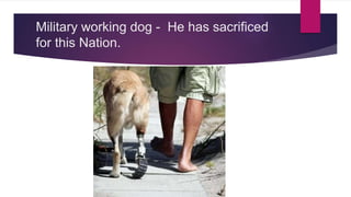 Military working dog - He has sacrificed
for this Nation.
 