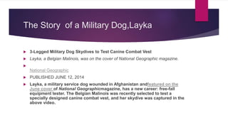 The Story of a Military Dog,Layka
 3-Legged Military Dog Skydives to Test Canine Combat Vest
 Layka, a Belgian Malinois, was on the cover of National Geographic magazine.

National Geographic
 PUBLISHED JUNE 12, 2014
 Layka, a military service dog wounded in Afghanistan andfeatured on the
June cover of National Geographicmagazine, has a new career: free-fall
equipment tester. The Belgian Malinois was recently selected to test a
specially designed canine combat vest, and her skydive was captured in the
above video.
 