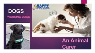 DOGS
WORKING DOGS
An Animal
Carer
 