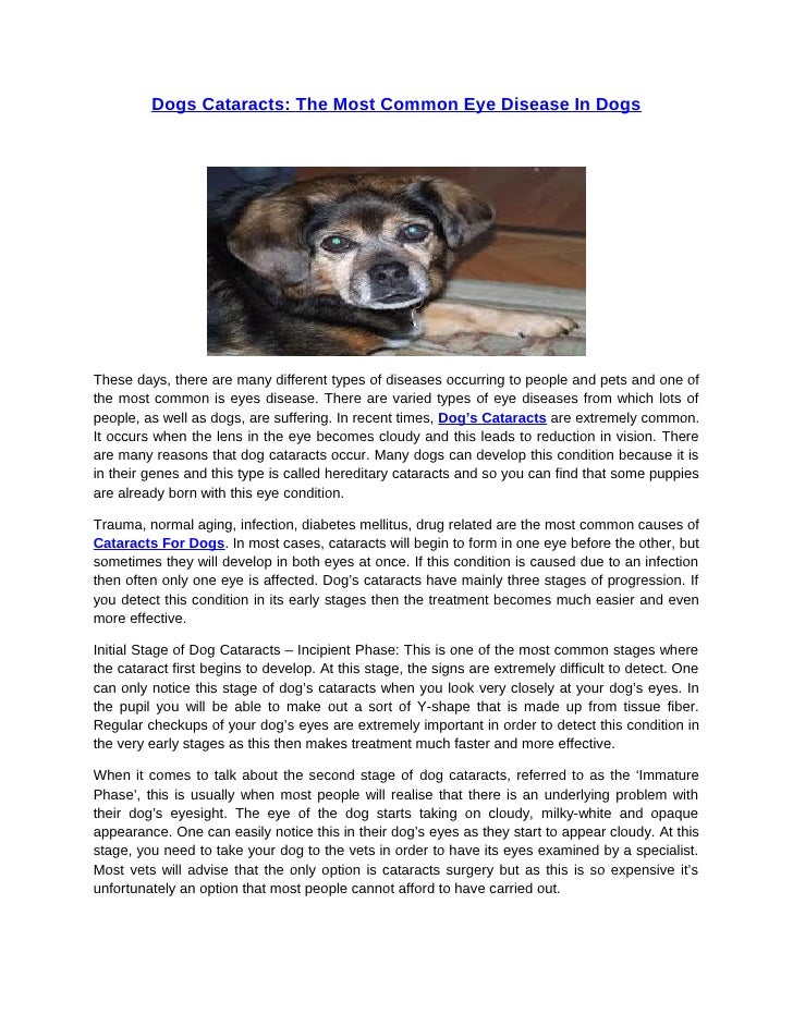 Cloudy Eye In Cats Natural Treatment Cloudy Eye In Cats Natural Treatment