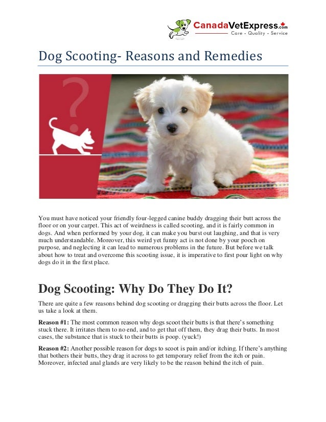 dog scooting remedy