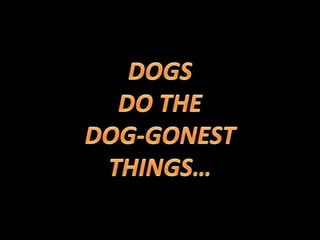 Dogs do the dog gonest things