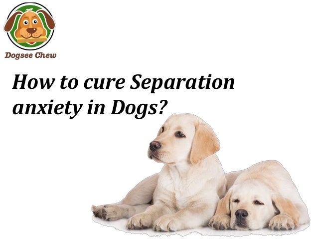 curing dog anxiety