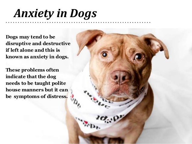 cure separation anxiety