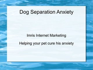 Dog Separation Anxiety Imris Internet Marketing Helping your pet cure his anxiety 