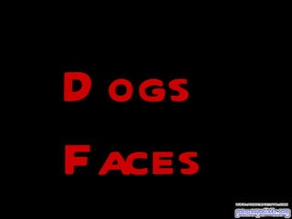 Dogs  Faces 