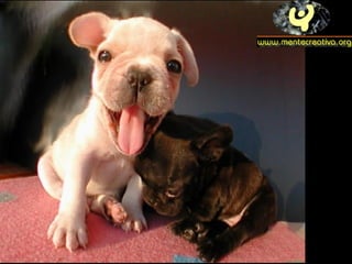 Dogs