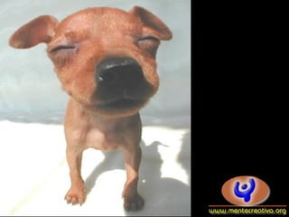 Dogs
