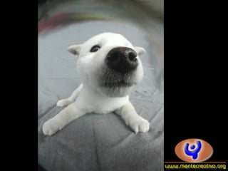Dogs