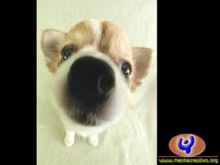 Dogs