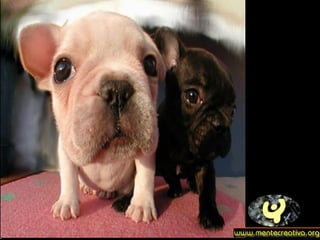 Dogs