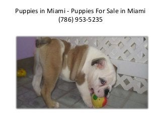 Puppies in Miami - Puppies For Sale in Miami 
(786) 953-5235 
 
