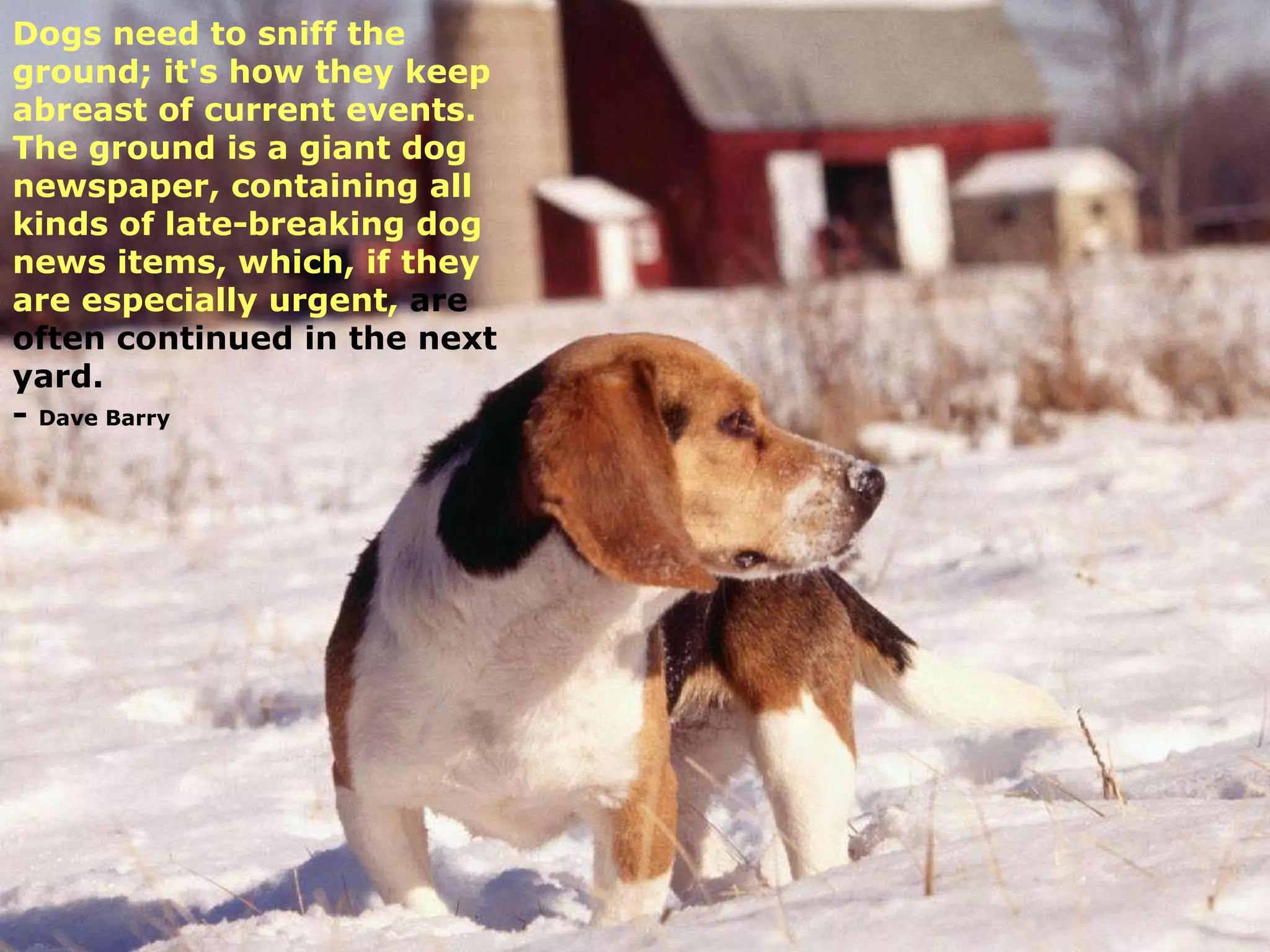 Dogs need to sniff the ground; it's how they keep abreast of current events.  The ground is a giant dog newspaper, containing all kinds of late-breaking dog news items, which, if they are especially urgent,  are often continued in the next yard. -  Dave Barry 