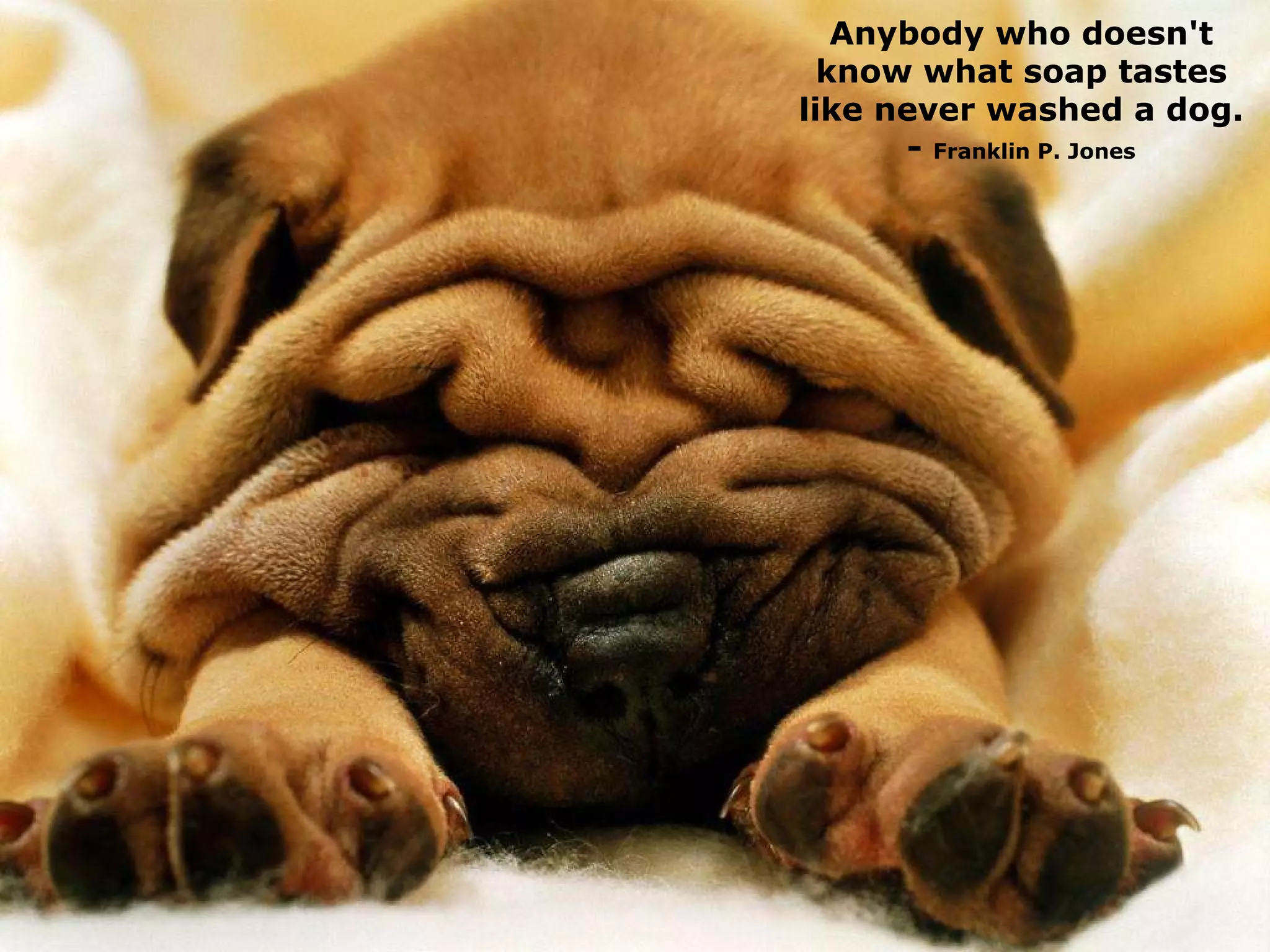 Anybody who doesn't know what soap tastes like never washed a dog. -  Franklin P. Jones 