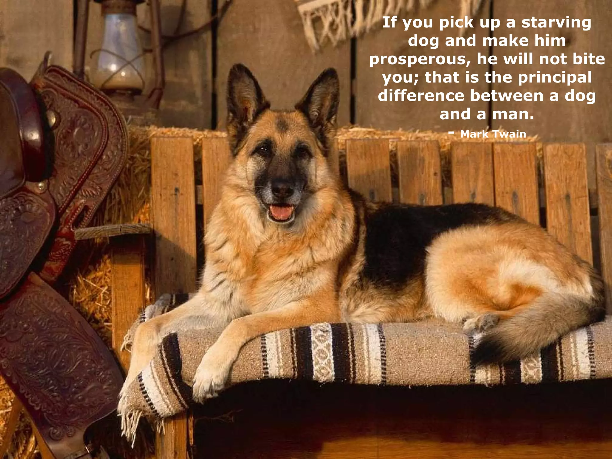 If you pick up a starving dog and make him prosperous, he will not bite you; that is the principal difference between a dog and a man. -  Mark Twain 