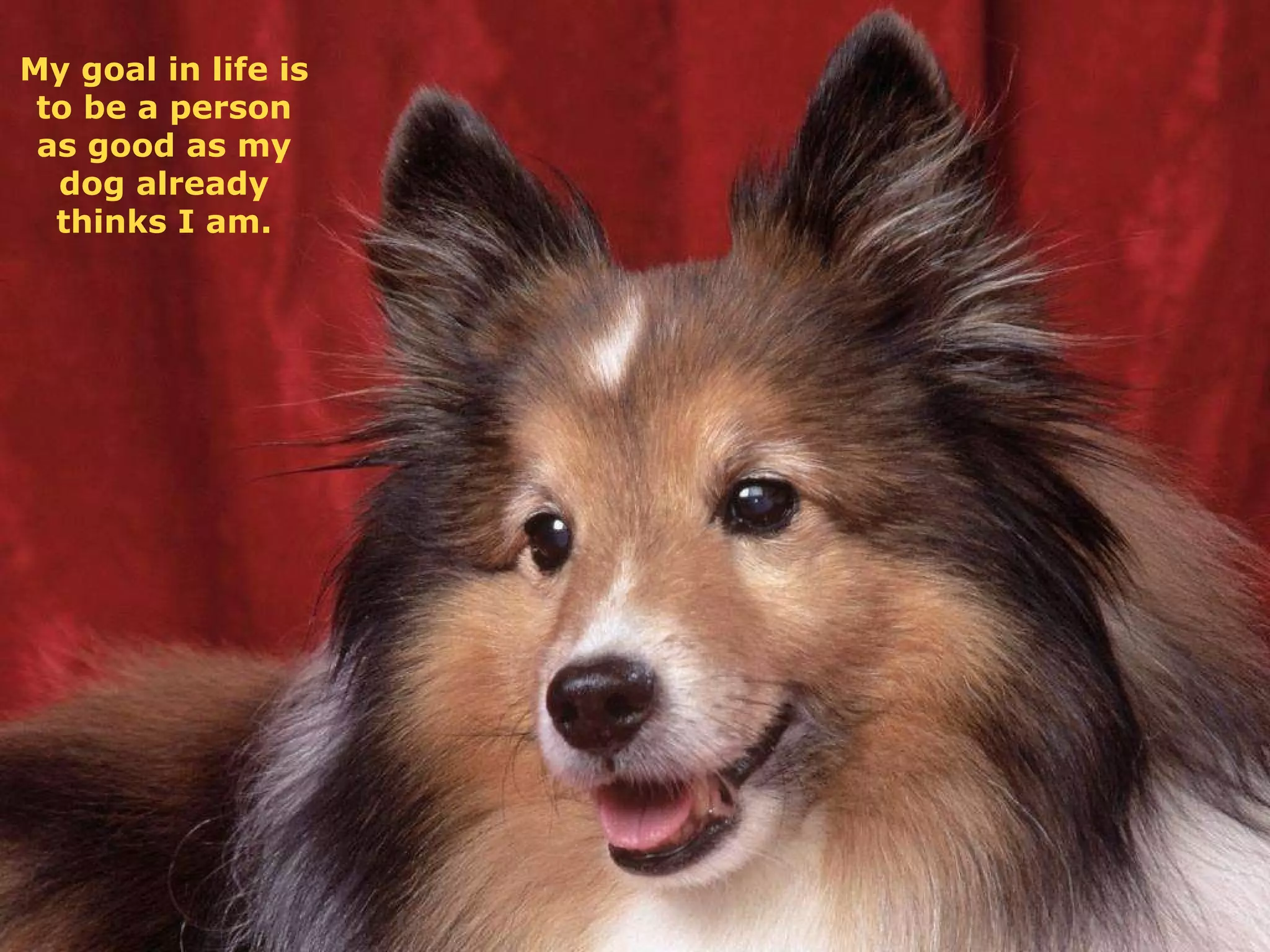 My goal in life is to be a person as good as my dog already thinks I am. 