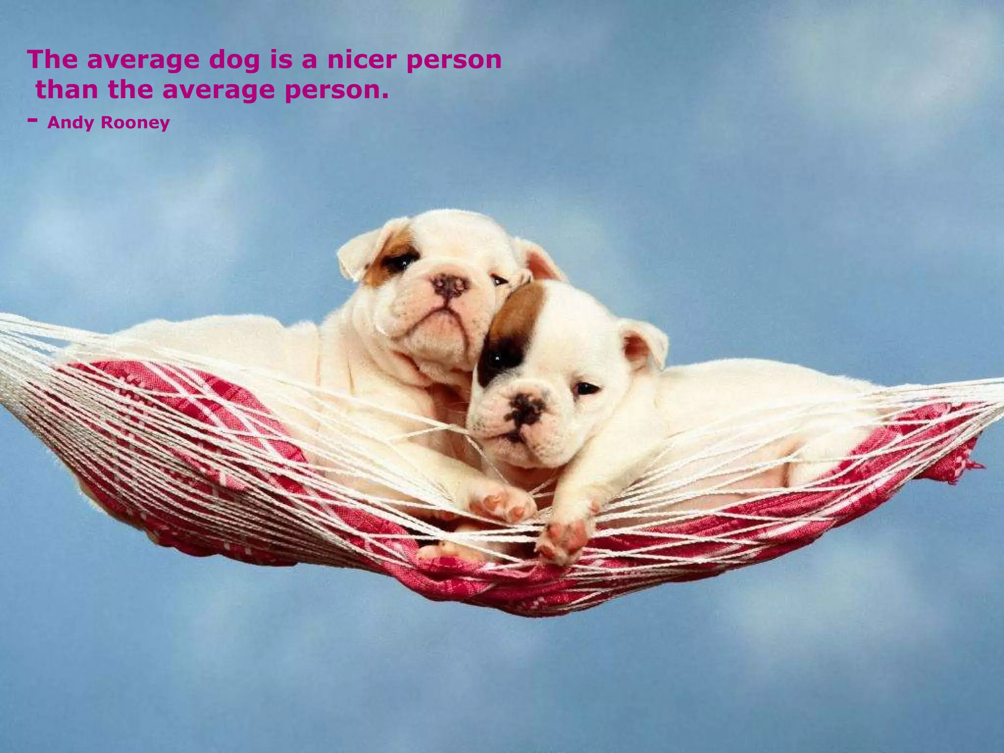 The average dog is a nicer person  than the average person. -  Andy Rooney 