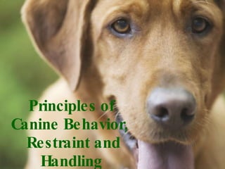 Principles of Canine Behavior,   Restraint and Handling 