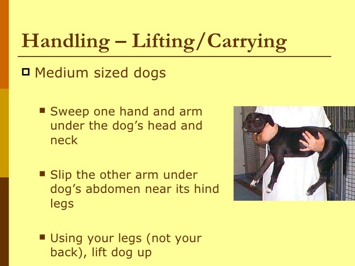 Dogs I Behavior And Restraint Of Dogs