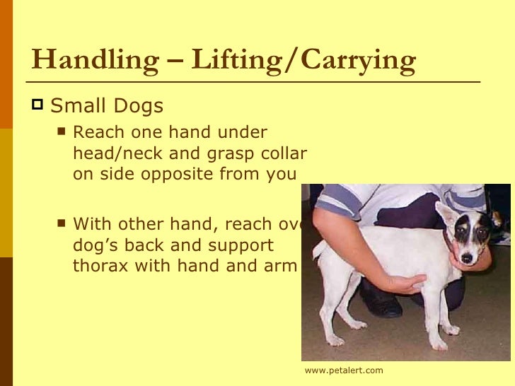 How To Restrain A Small Dog How To Restrain A Small Dog