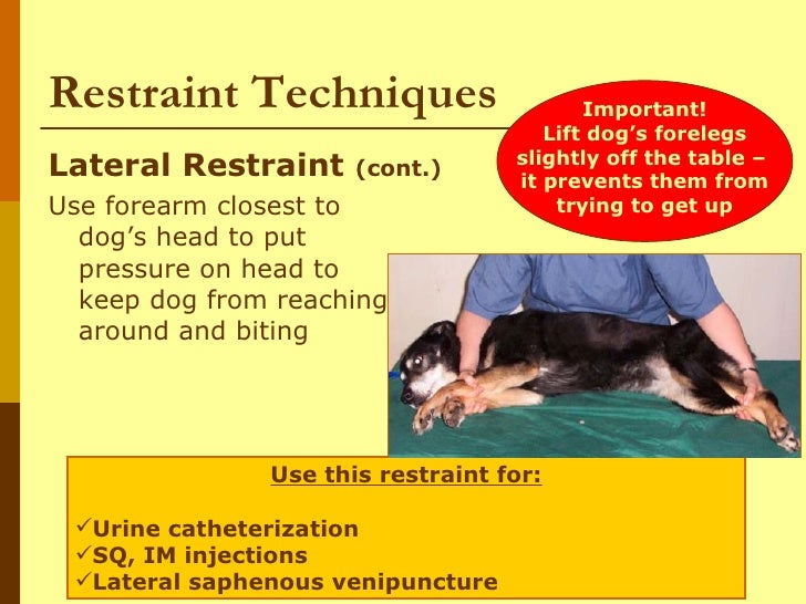 Dogs I Behavior And Restraint Of Dogs