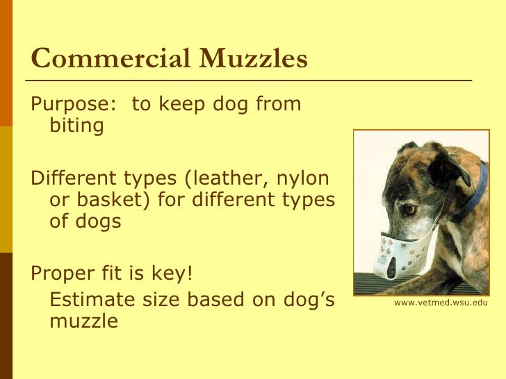 Dogs I Behavior And Restraint Of Dogs