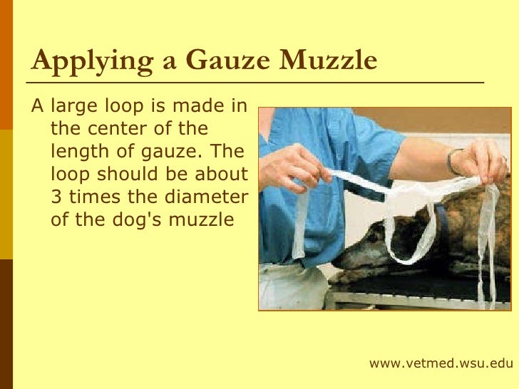 Dogs I Behavior And Restraint Of Dogs