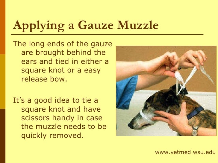 gauze muzzle for dogs