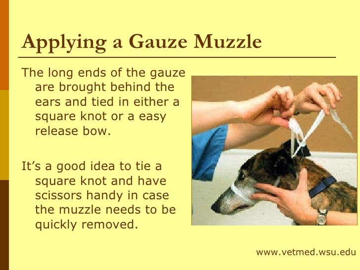 gauze muzzle