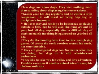 Leo dogs are show dogs. They love nothing more
than parading about displaying their many talents.
Groom your Leo dog regularly and he will be a loyal
companion. He will insist on being ‘top dog’ so
discipline is important.
 He loves play and tends to be boisterous so playing
outside is best. But he will also like lying around on
your bed all day, especially after a difficult day of
exertion mainly involving lying around on your bed all
day.
They do like hunting from time to time and playing
games. Of course the world revolves around his needs,
not your timetable.
 They are good guard dogs too. No matter what they
are doing, Leo dogs do it with wholehearted
enthusiasm.
They like to take you for walks, and love adventure.
Troubles can come if another animal tries to usurp his
obvious authority.
 