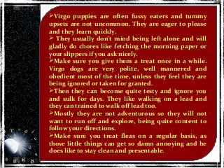 Virgo puppies are often fussy eaters and tummy
upsets are not uncommon. They are eager to please
and they learn quickly.
 They usually don’t mind being left alone and will
gladly do chores like fetching the morning paper or
your slippers if you ask nicely.
Make sure you give them a treat once in a while.
Virgo dogs are very polite, well mannered and
obedient most of the time, unless they feel they are
being ignored or taken for granted.
Then they can become quite testy and ignore you
and sulk for days. They like walking on a lead and
they can trained to walk off lead too.
Mostly they are not adventurous so they will not
want to run off and explore, being quite content to
follow your directions.
Make sure you treat fleas on a regular basis, as
those little things can get so damn annoying and he
does like to stay clean and presentable.
 