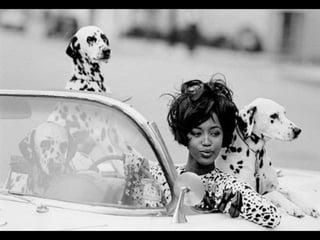 Dogs in Vogue