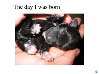 The day I was born
 