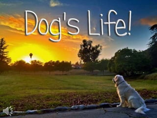 Dog's life! (v.m.)