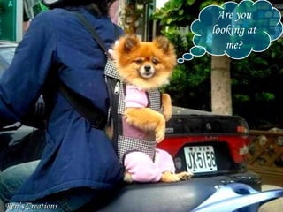 Are you looking at me? Ren’s Creations