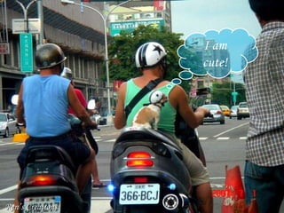 Ren’s Creations I am cute!