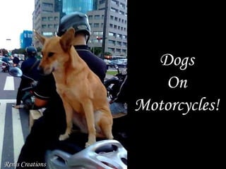 Dogs On Motorcycles! Ren’s Creations 