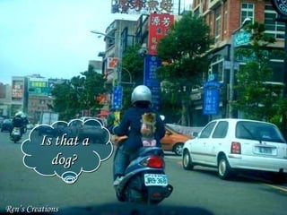Dogs on motorcycles
