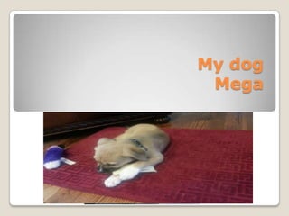 My dog
Mega

 