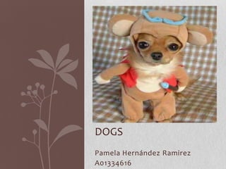 DOGS
Pamela Hernández Ramirez
A01334616
 