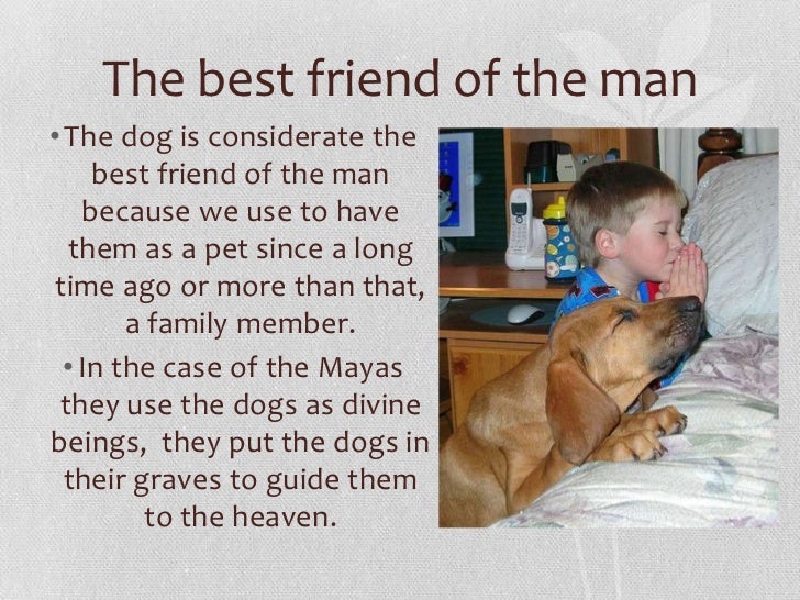 Best Small Family Dogs That Don Best Small Family Dogs That Don