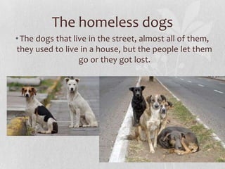 The homeless dogs
• The dogs that live in the street, almost all of them,
they used to live in a house, but the people let them
                  go or they got lost.
 