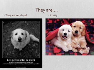 They are….
• They are very loyal        • Pretty.
 