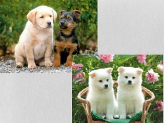 Dogs presentation